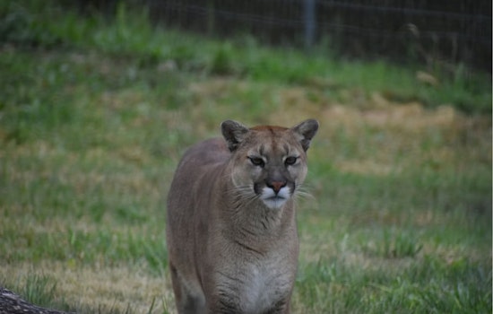 Courthouse Cat Scare In Downieville As Mountain Lion Bolts Toward Clinic