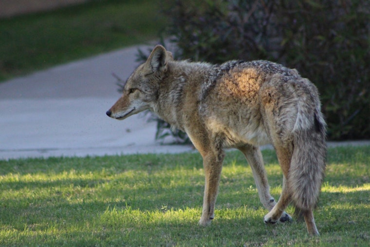 Coyote Pack Corners Brookline Dog Walker On Quiet Neighborhood Stroll