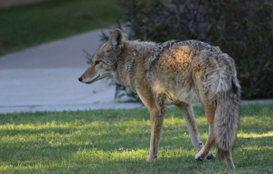 Coyote Pack Corners Brookline Dog Walker On Quiet Neighborhood Stroll