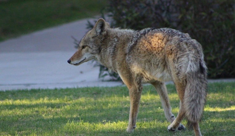 Coyote Pack Corners Brookline Dog Walker On Quiet Neighborhood Stroll