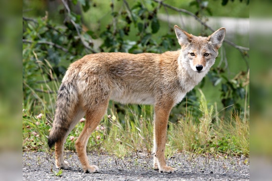 Coyote Pup Season Has Milwaukee On High Alert