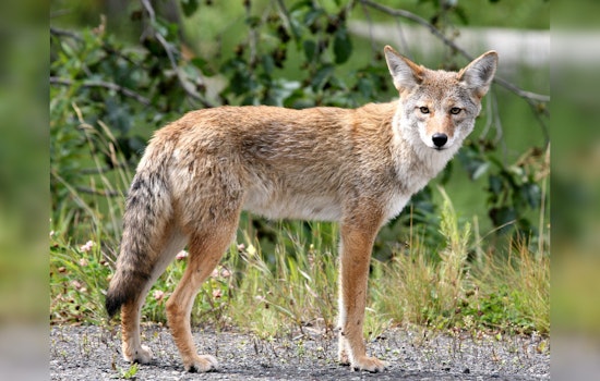 Coyote Pup Season Has Milwaukee On High Alert