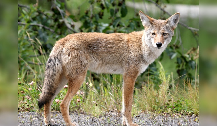 Coyote Pup Season Has Milwaukee On High Alert