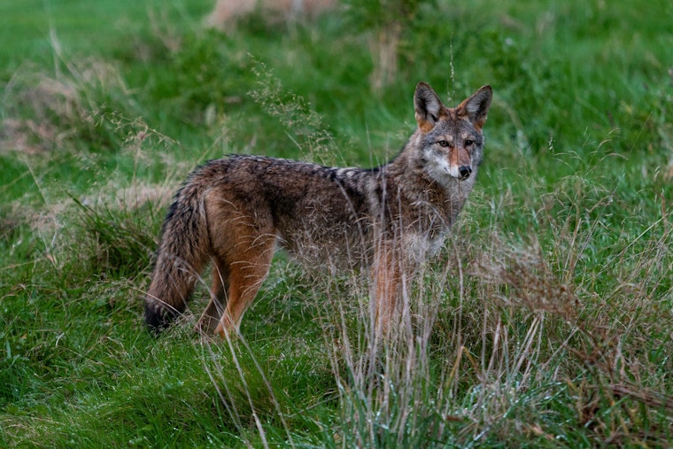 Coyotes Crash West Seattle Yards, Snatch Backyard Chickens