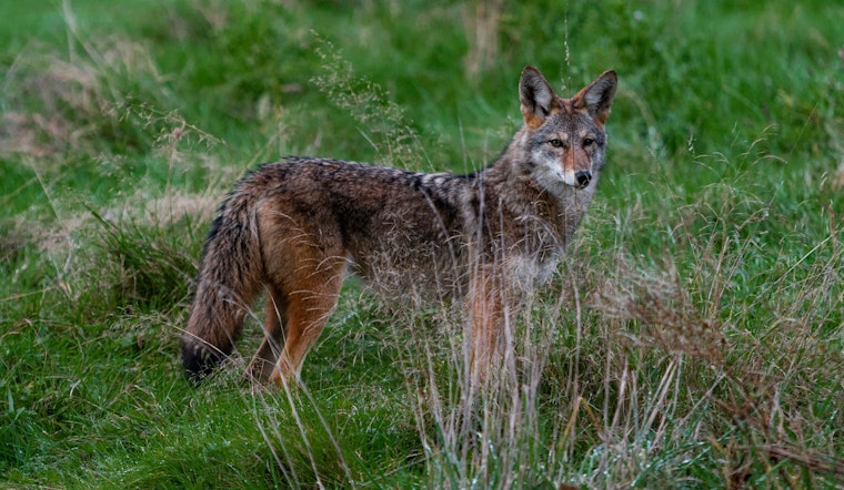 Coyotes Crash West Seattle Yards, Snatch Backyard Chickens