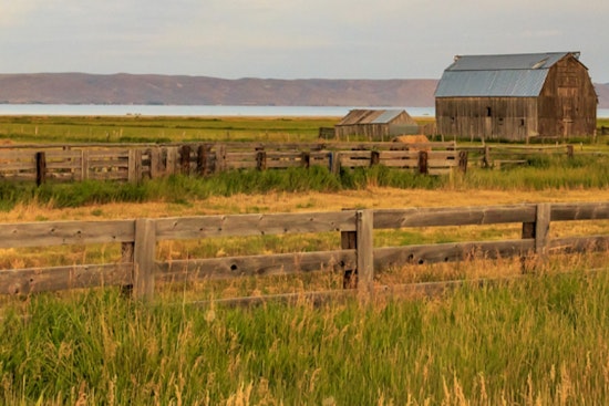 Creeping Crisis: Early Mormon Cricket Hatch Rattles Utah Ranch Country
