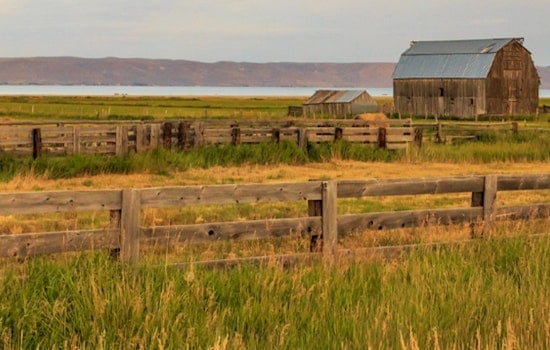Creeping Crisis: Early Mormon Cricket Hatch Rattles Utah Ranch Country