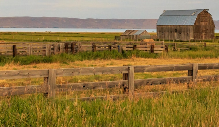Creeping Crisis: Early Mormon Cricket Hatch Rattles Utah Ranch Country