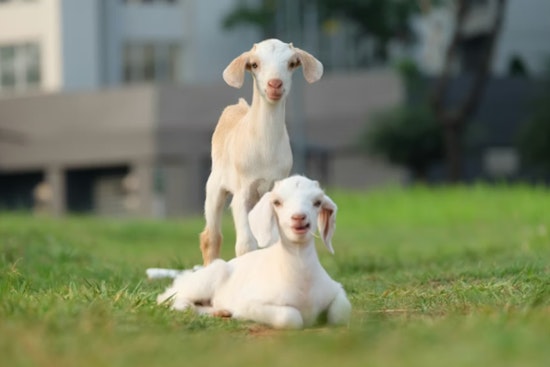 Dallas Barn Inferno Guts Three‑Generation Family Farm, Kills More Than 20 Animals