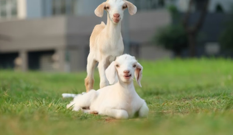Dallas Barn Inferno Guts Three‑Generation Family Farm, Kills More Than 20 Animals