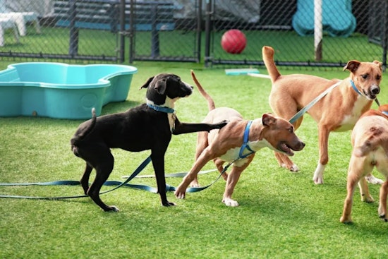 Dallas Shelter Bursting With 674 Dogs As City Pleads For Locals To Help