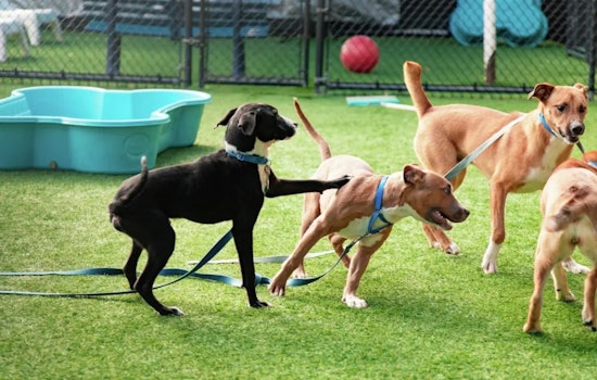 Dallas Shelter Bursting With 674 Dogs As City Pleads For Locals To Help