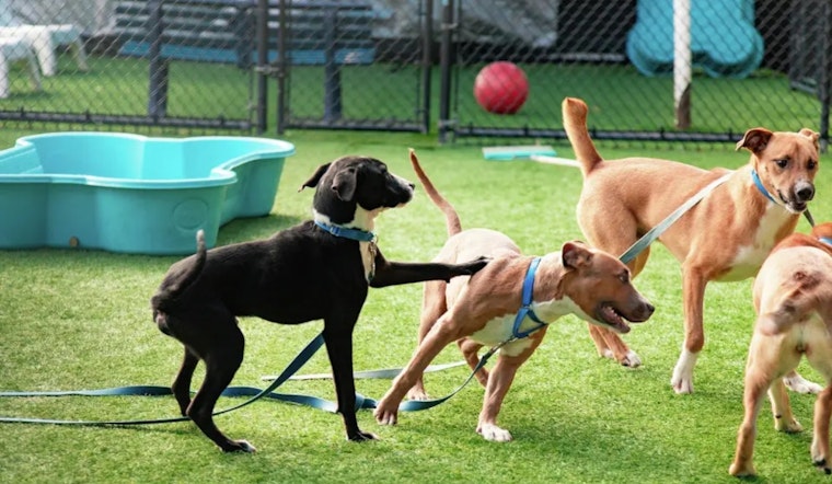 Dallas Shelter Bursting With 674 Dogs As City Pleads For Locals To Help