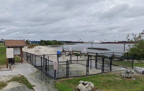 Davis Island Dog Beach Horror as Tiny Pomeranian Mauled to Death