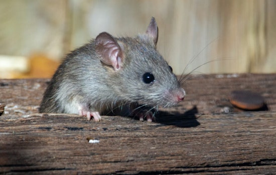 D.C. Puts Rats on the Pill in New Alleyway Offensive