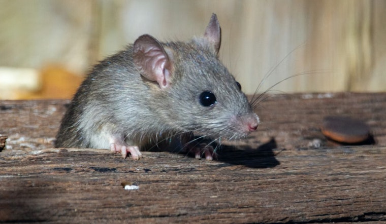 D.C. Puts Rats on the Pill in New Alleyway Offensive