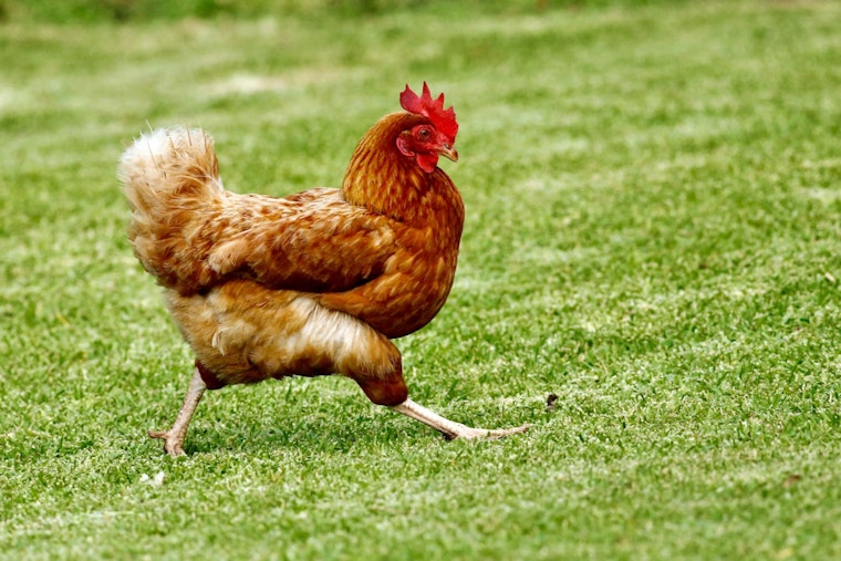 Dead And Live Chickens Dumped Across Jupiter Farms, Neighbors Say