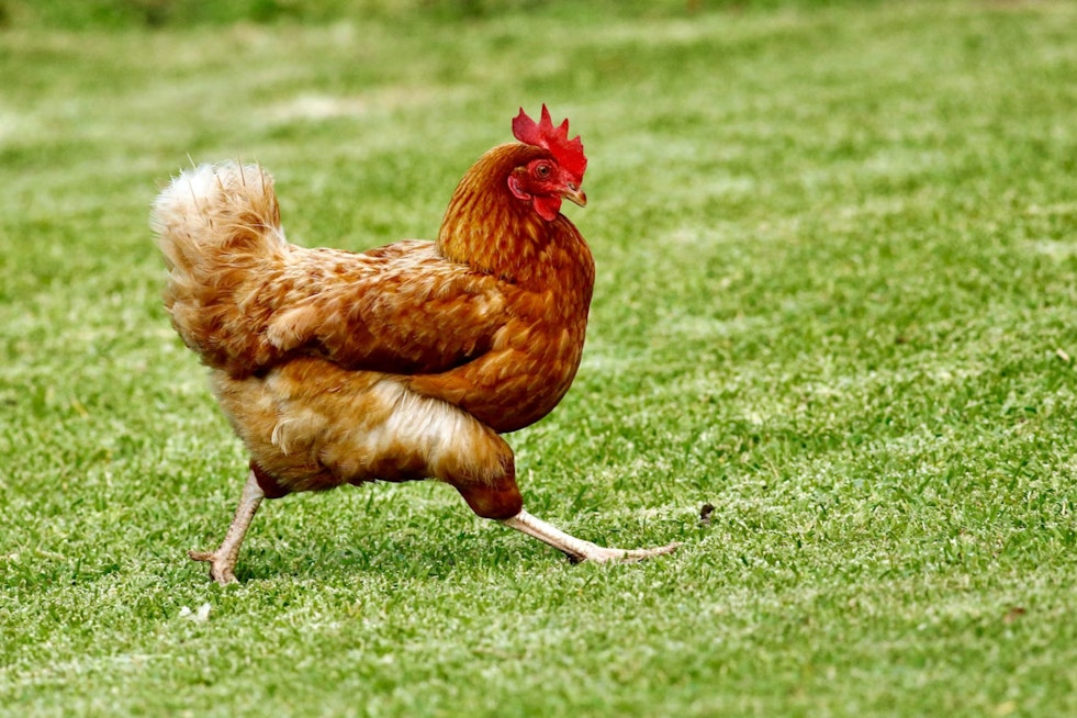 Dead And Live Chickens Dumped Across Jupiter Farms, Neighbors Say