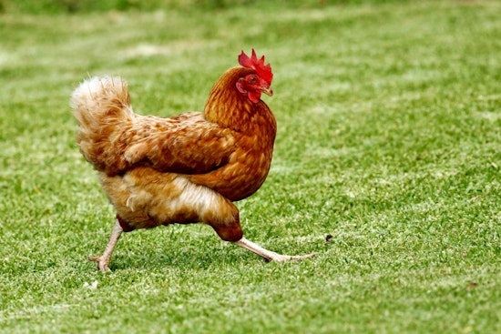 Dead And Live Chickens Dumped Across Jupiter Farms, Neighbors Say