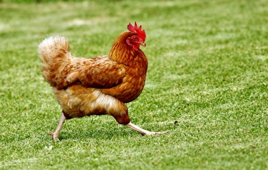 Dead And Live Chickens Dumped Across Jupiter Farms, Neighbors Say