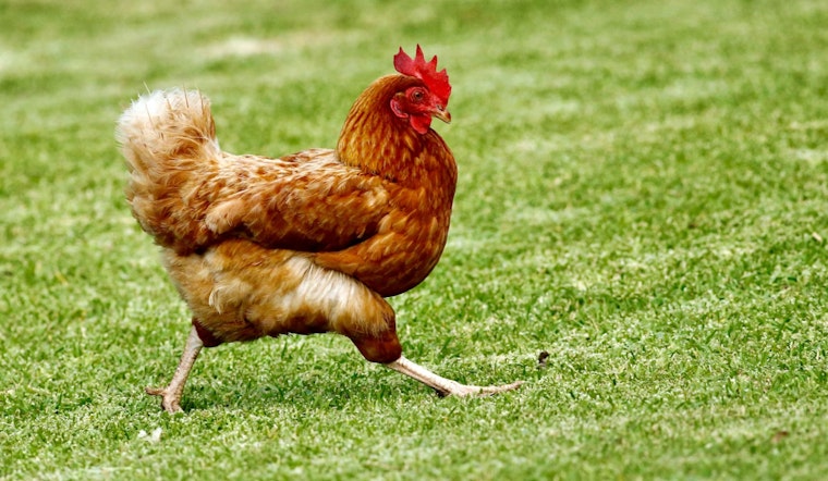 Dead And Live Chickens Dumped Across Jupiter Farms, Neighbors Say
