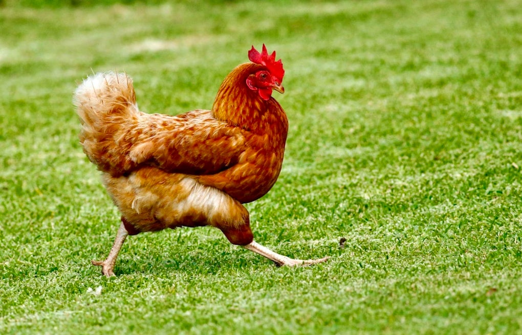 Dead And Live Chickens Dumped Across Jupiter Farms, Neighbors Say