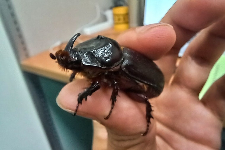Dead Rhino Beetle Sparks Biosecurity Sweep Near Kahului Airport