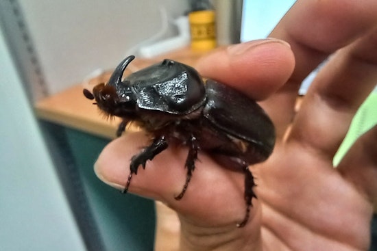 Dead Rhino Beetle Sparks Biosecurity Sweep Near Kahului Airport