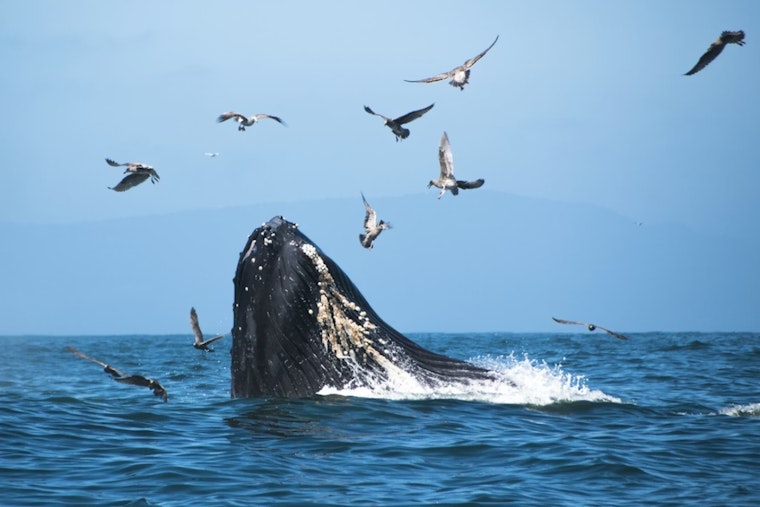 Dead Whale Turns Encinitas Surf Zone Into Shark Watch As Lifeguards Tow Carcass Out