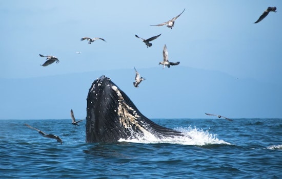 Dead Whale Turns Encinitas Surf Zone Into Shark Watch As Lifeguards Tow Carcass Out