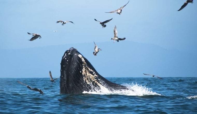 Dead Whale Turns Encinitas Surf Zone Into Shark Watch As Lifeguards Tow Carcass Out