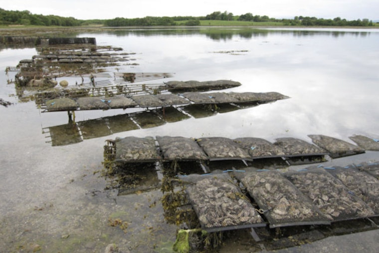 Deep Freeze Wrecks Long Island Oyster Farms As Hochul Pleads For Federal Lifeline