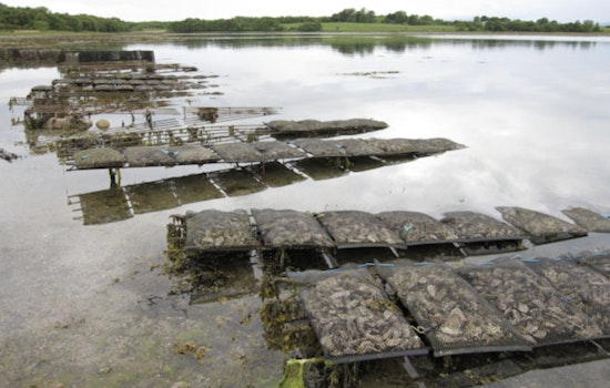 Deep Freeze Wrecks Long Island Oyster Farms As Hochul Pleads For Federal Lifeline
