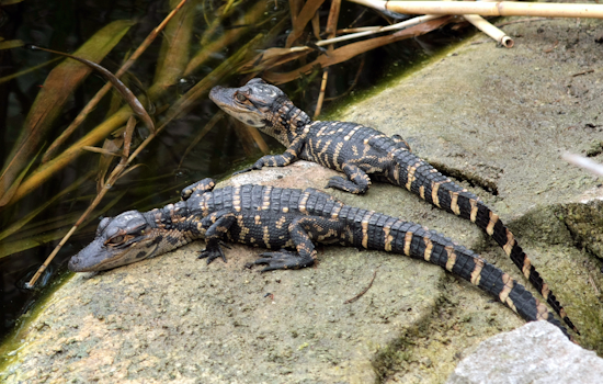 DeLand Teen Busted After Video Shows Baby Gator Swung And Kicked At Campus Lake