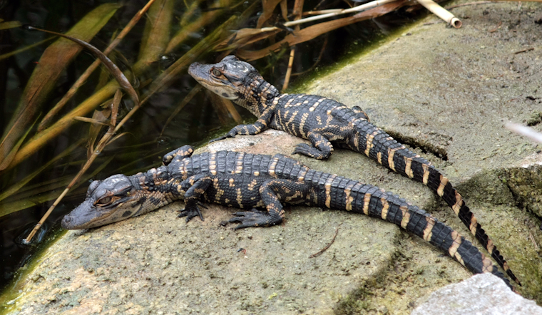 DeLand Teen Busted After Video Shows Baby Gator Swung And Kicked At Campus Lake