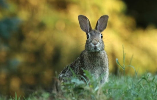 Denver Rabbit Lab In Lancaster County Hit With USDA Rap Over Dozens Of Deaths