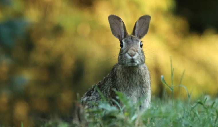 Denver Rabbit Lab In Lancaster County Hit With USDA Rap Over Dozens Of Deaths