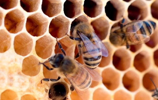 Denver Stung As Early Bee Swarms Hit A Month Ahead Of Schedule