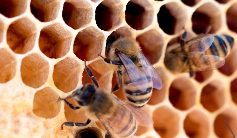 Denver Stung As Early Bee Swarms Hit A Month Ahead Of Schedule