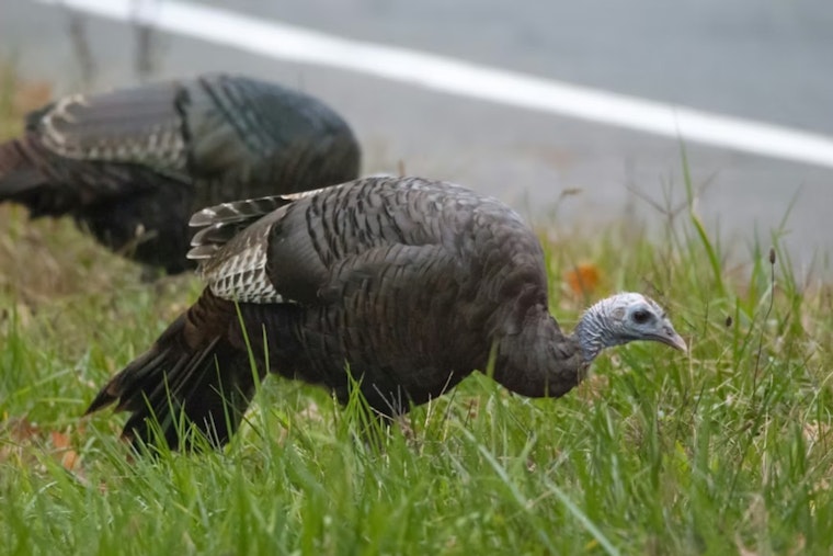 Denver Tech Center Commuters Slam Brakes as Wild Turkeys Take Over Streets