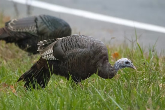 Denver Tech Center Commuters Slam Brakes as Wild Turkeys Take Over Streets