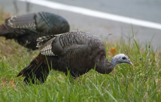 Denver Tech Center Commuters Slam Brakes as Wild Turkeys Take Over Streets