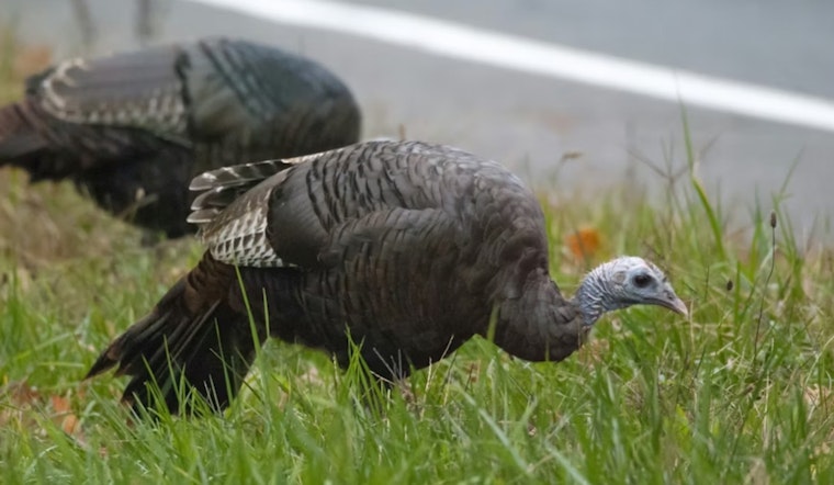 Denver Tech Center Commuters Slam Brakes as Wild Turkeys Take Over Streets