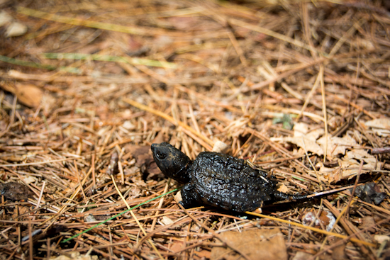 Dozens Of Dead Turtles Turn Quiet Apopka Pond Into Grisly Mystery