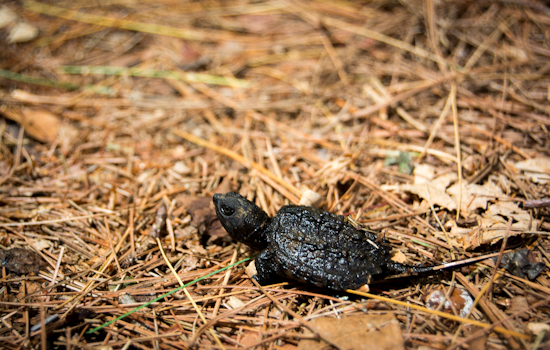 Dozens Of Dead Turtles Turn Quiet Apopka Pond Into Grisly Mystery