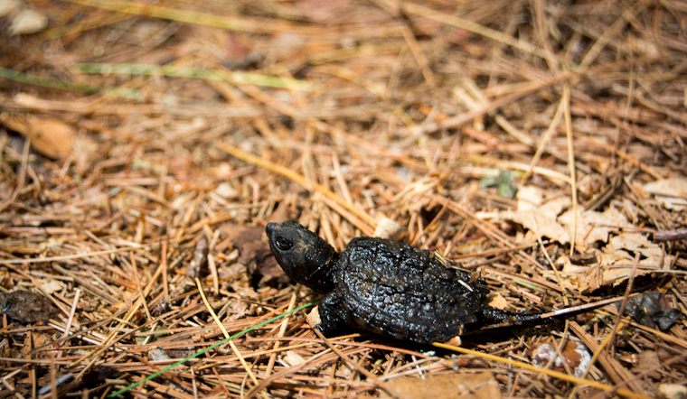 Dozens Of Dead Turtles Turn Quiet Apopka Pond Into Grisly Mystery