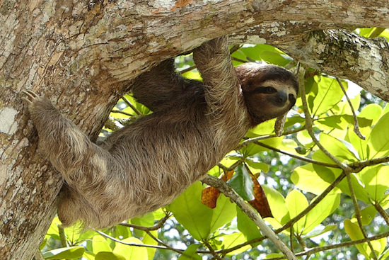 Dozens Of Sloths Found Dead Behind The Scenes At Orlando Tourist Hotspot