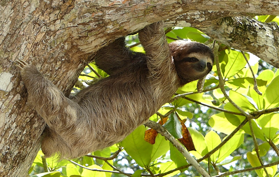 Dozens Of Sloths Found Dead Behind The Scenes At Orlando Tourist Hotspot