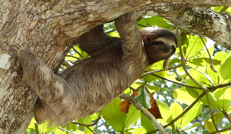 Dozens Of Sloths Found Dead Behind The Scenes At Orlando Tourist Hotspot