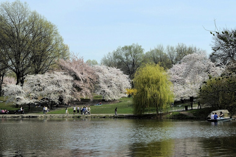 Drought Drama: NYC Cherry Blossoms Could Be Gone Before You Get There